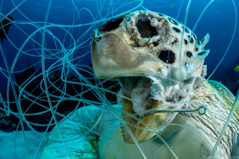 This green sea turtle tangled in fishing line and drowned. There are all kinds of pollutants dumped in our oceans and most go unseen. Image made off Eleuthera Island, Bahamas. Shot with: Nikon D500, Aquatica housing and Mini Dome, Tokina 10-17mm fisheye lens and twin Sea&Sea YS250 strobes