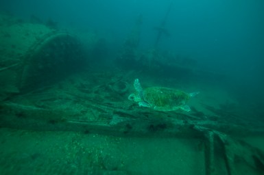 Loggerhead turtle at boilers of F.W. Abrams. Photo: NOAA