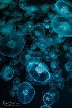 I was trying to capture how surreal it was to be in the middle of thousands of pulsating moon jellies at about 50 feet in the cold Alaska waters of Prince William Sound when I pointed the camera downward. Shot with: Nikon D800 with 16-35mm at f/10, 1/250, ISO 200 in Sea&Sea housing and dual Sea&Sea YS250 strobes