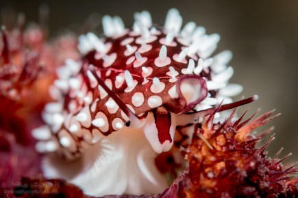 Allied cowrie