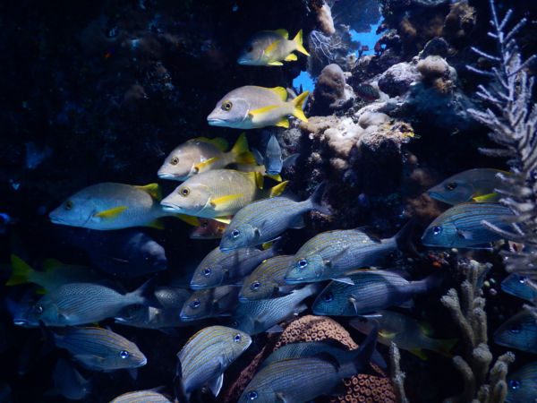 school of fish