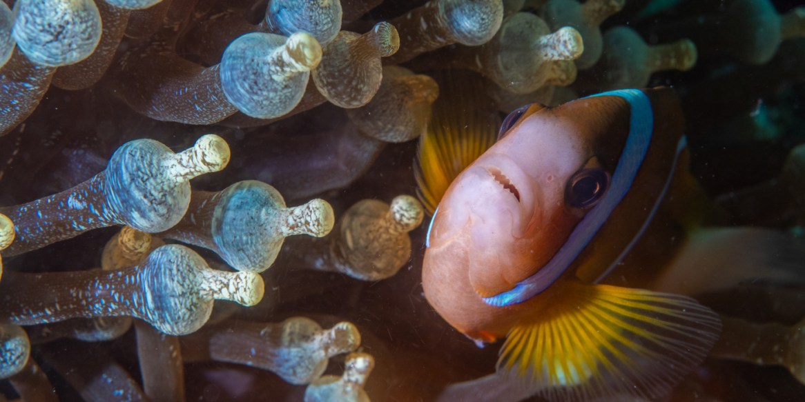 macro life on the great barrier reef