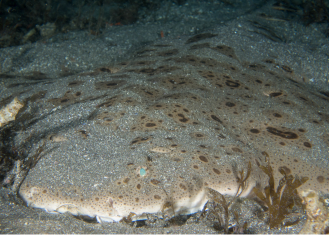 Angelsharks "EP6D0354.jpg" by alwayslaurenj is licensed under CC BY-NC 2.0