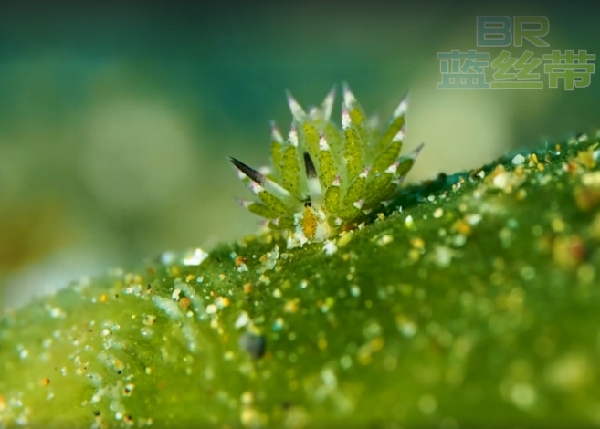 anilao_featured