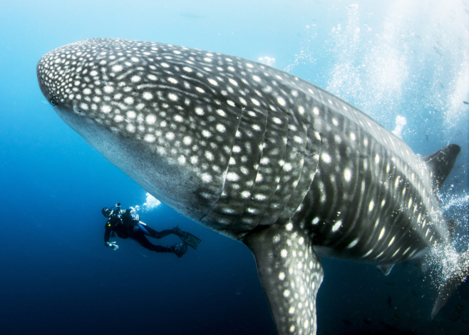 August dive destinations