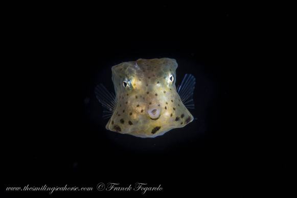 blackwater diving in Thailand
