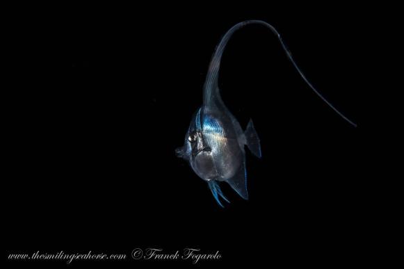 blackwater diving in Thailand