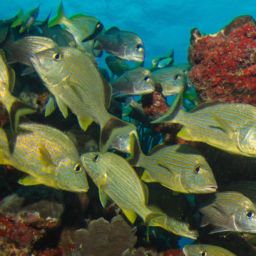 scuba diving in Belize