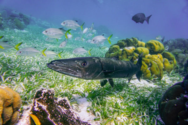 Belize in Covid times