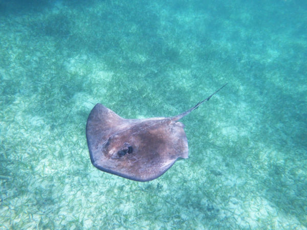 diving Belize in Covid times
