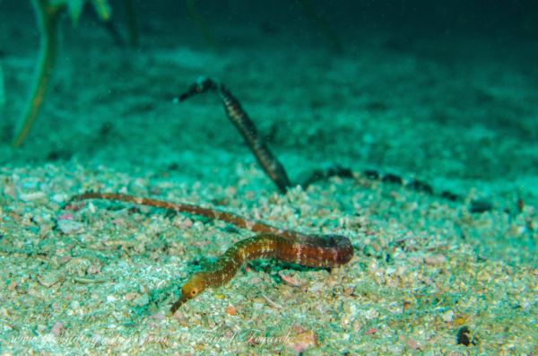 macro life in the mergui archipelago