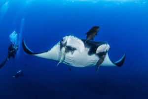 diving at Socorro