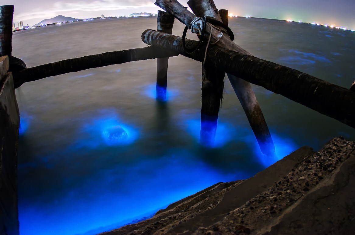 Glowing Marine Plankton at Bangsaen Chonburi Thailand