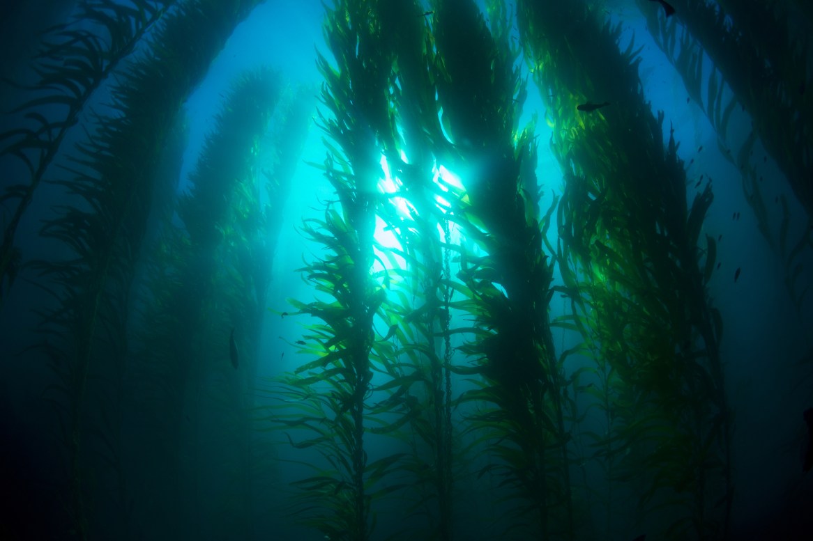 Beautiful underwater kelp forest in clear water shows the sun ra