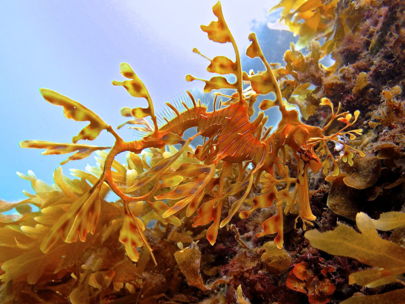 leafy seadragon