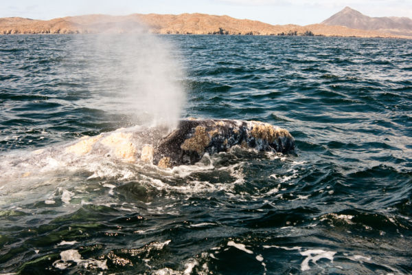 gray whale