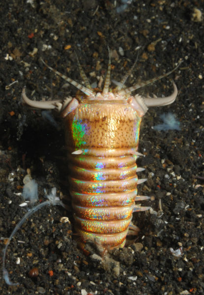 bobbit worm weirdest underwater animals