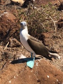 An iconic blue-footed booby pauses from his daily routine to pose for the camera. Photo credit: Rebecca Strauss