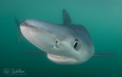This sneaky blue shark turned on a time and changed direction to come right at me in a split second. When photographing sharks, keep your eye on the one in front of you and your head on a swivel to see the ones who may be behind. Shot with: Nikon D850 with 8-15mm fisheye at f/11, 1/200, ISO 400 in Sea&Sea housing and dual Sea&Sea YS250 strobes