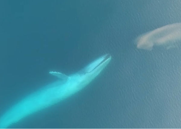 blue whale