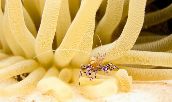 Diving Bonaire in Covid times macro life