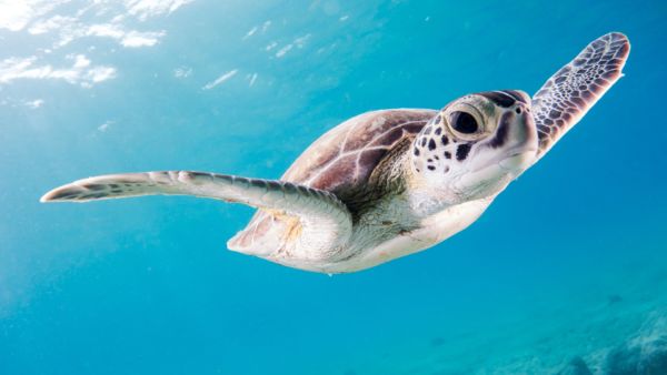 Diving Bonaire in Covid Times