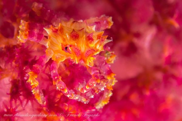 Macro life in the Mergui Archipelago candy crab