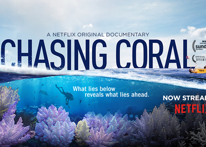 chasing coral
