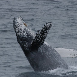 Channel Islands National Marine Sanctuary
