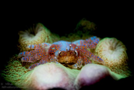 colorful coral crab
