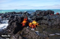 Brightly colored crabs litter the rocks at North Seymour, creating a vivid contrast to the gray rocks. Photo credit: Nadia Aly