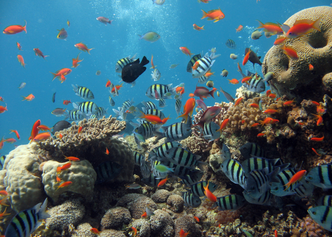 sound of coral reefs