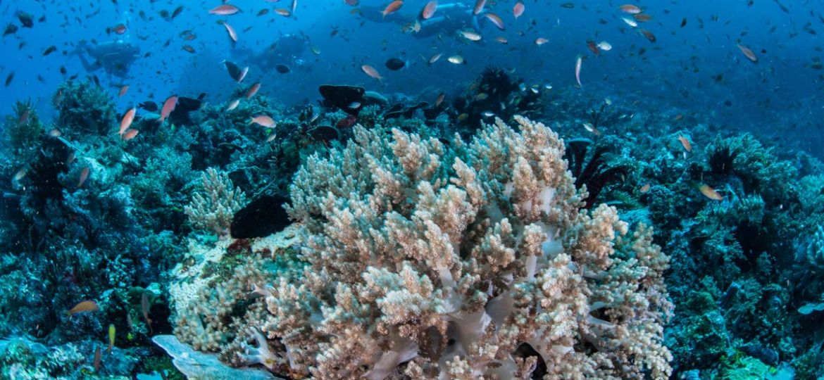 coralreef