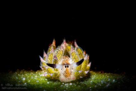 Costasiella nudibranch