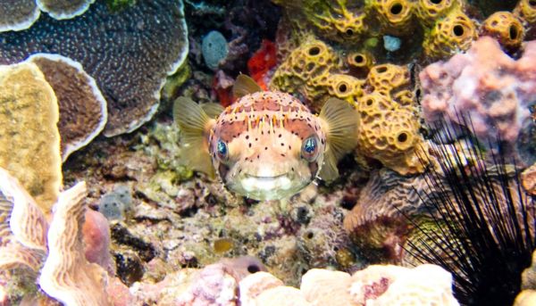 Pufferfish in Cozumel