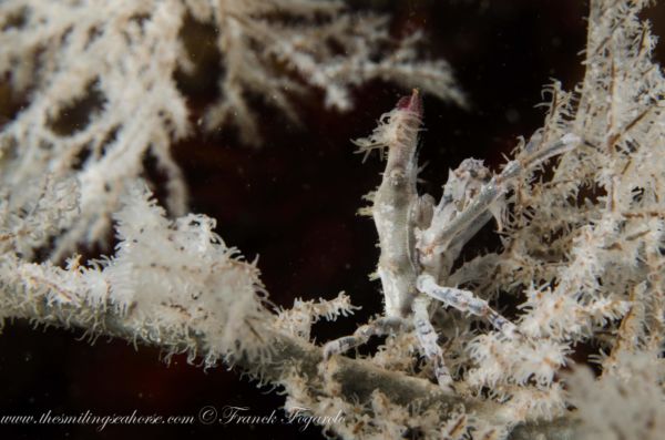 Macro life in the mergui archipelago
