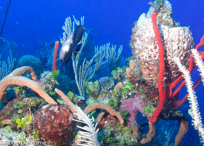 Scuba Diving in Cuba