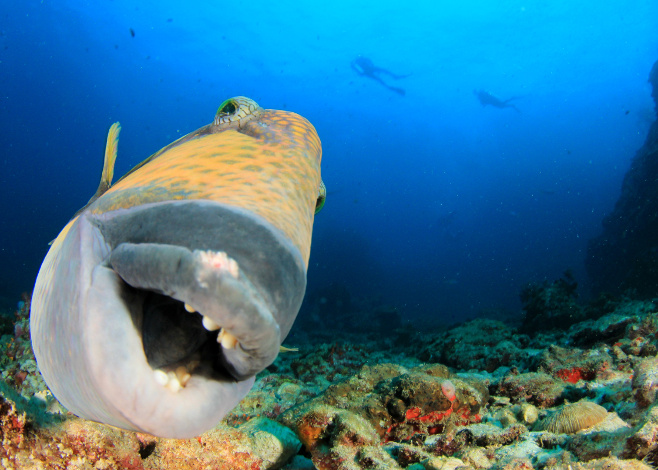 Dental Problems and Scuba Diving