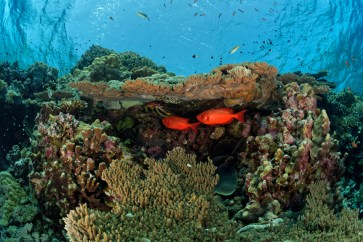 Little Brother Red Sea