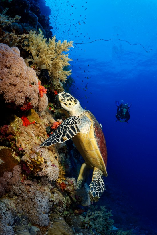 Daedalus Red Sea turtle