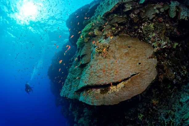 Daedalus Red Sea