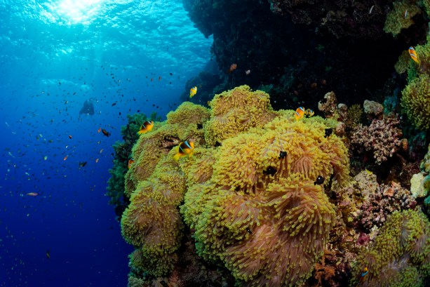 Daedalus Red Sea