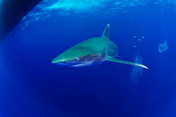Longimanus at Elphinstone