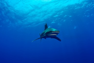 Longimanus at Elphinstone