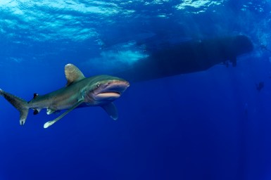 Longimanus at Elphinstone