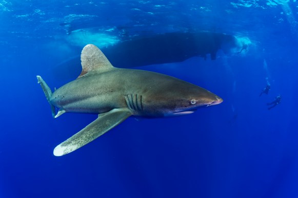 Longimanus at Elphinstone Reef