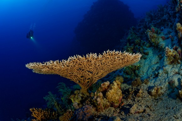 Red Sea Small Giftun