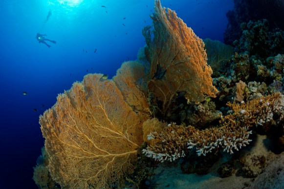Red Sea Small Giftun
