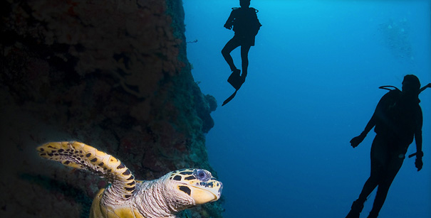 dive_not