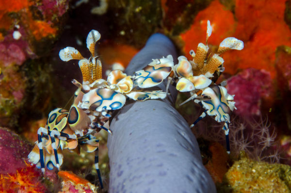harlequin shrimp